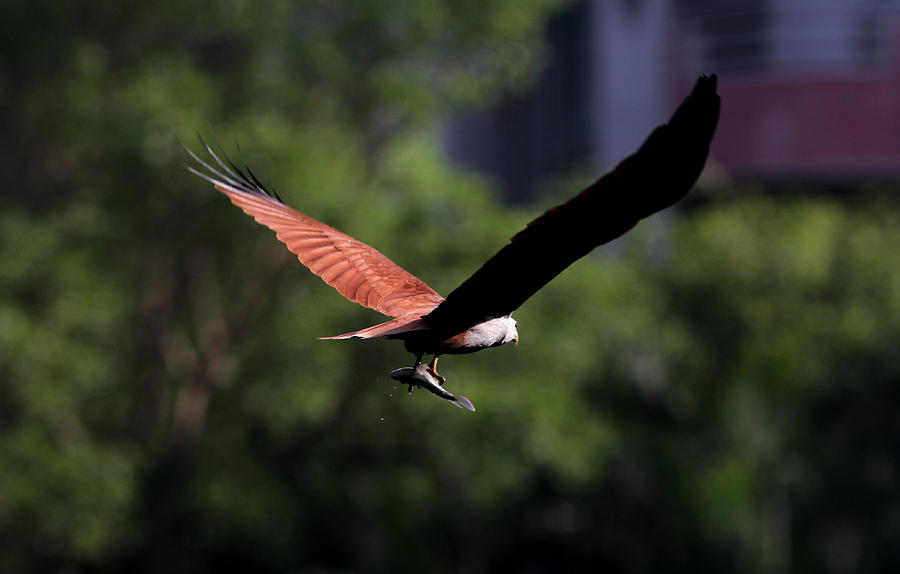 Brahminy Kite With Catch  Photograph by Ramabhadran Thirupattur