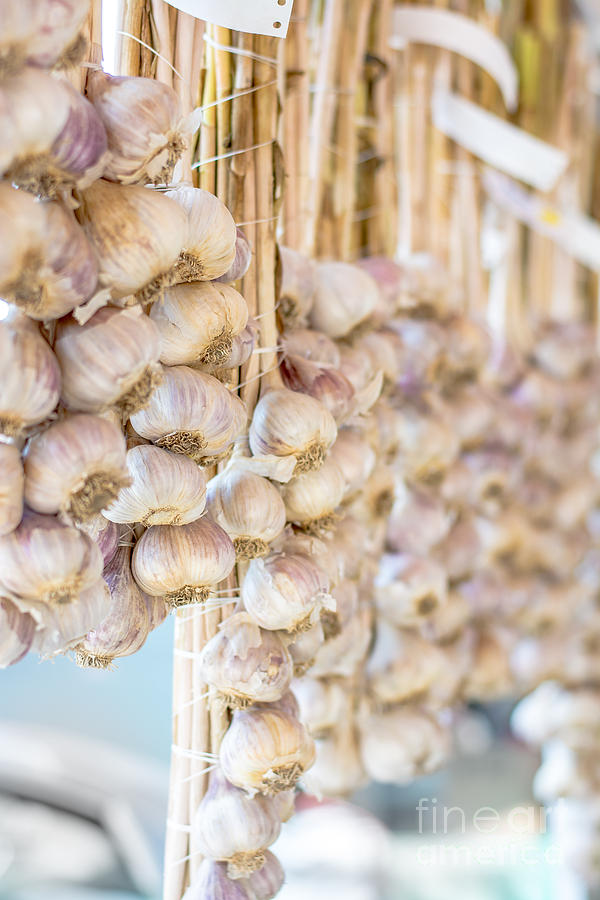 Onion Photograph - Braids of Garlic by Cheryl Baxter