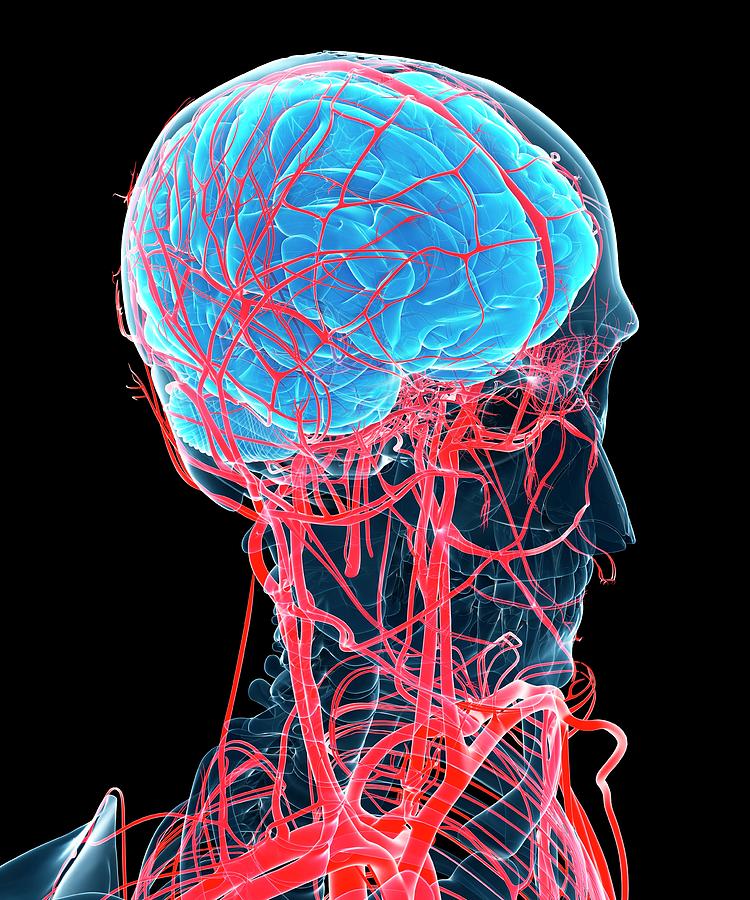 Brain And Arteries Photograph by Sciepro/science Photo Library