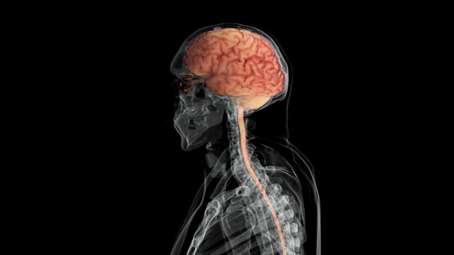 Brain And Spinal Cord, Lateral View Photograph by Anatomical Travelogue