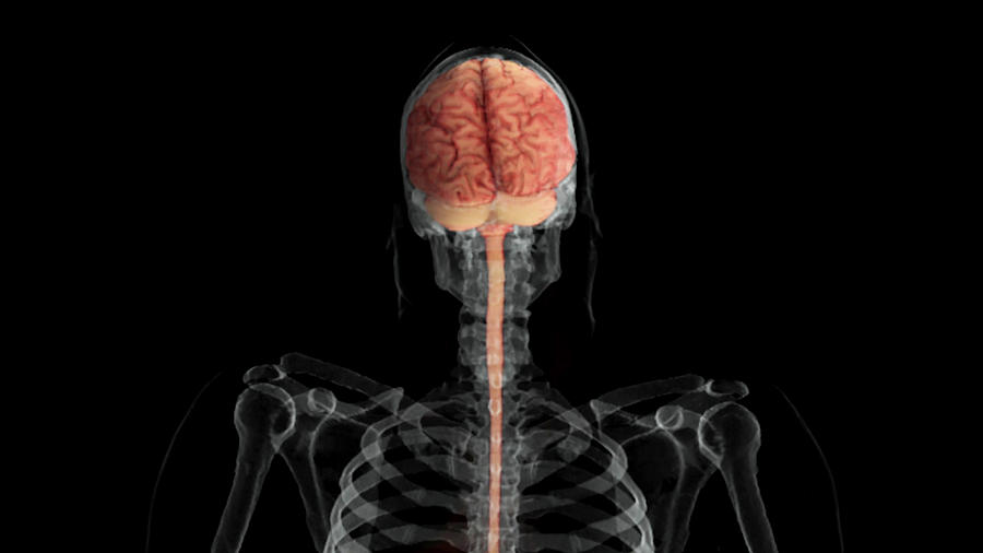 Brain And Spinal Cord, Posterior View Photograph by Anatomical Travelogue