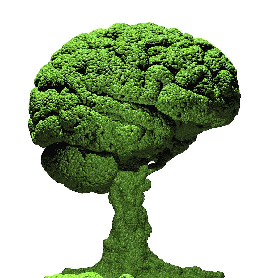 Brain As Bonsai Tree Photograph By Russell Kightley Pixels