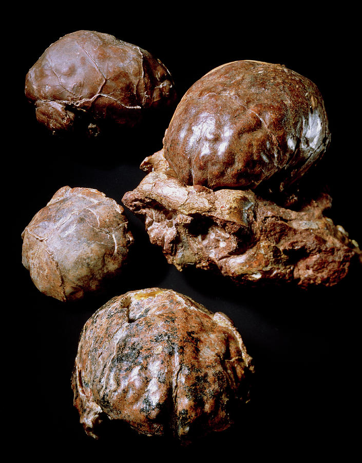 Brain Casts Of Hominid Fossil Australopithecus Sp. Photograph by John Reader/science Photo Library