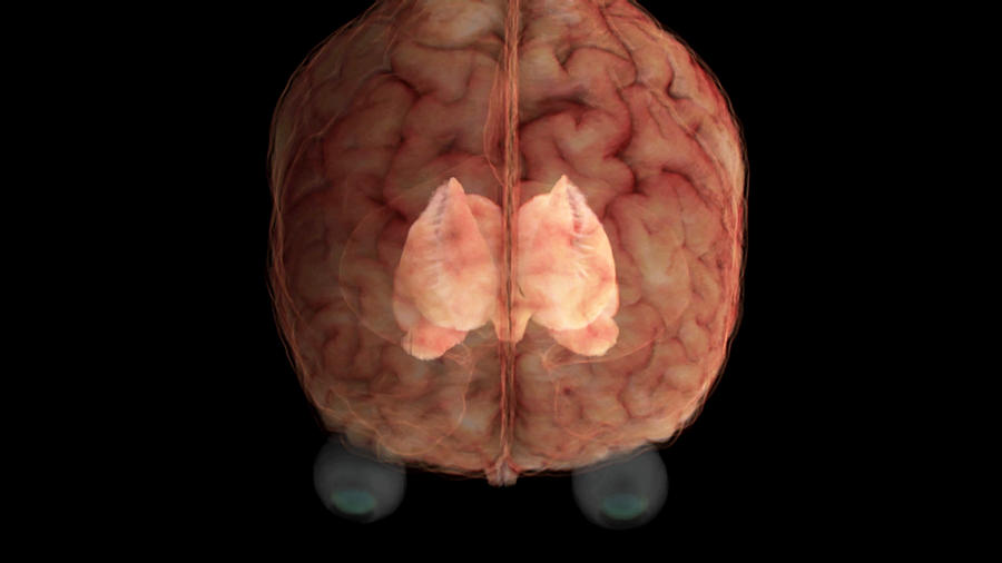 Brain, Caudate Nucleus And Lentiform Photograph by Anatomical Travelogue