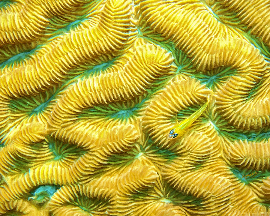 Brain Coral and Goby Painting by David Wagner