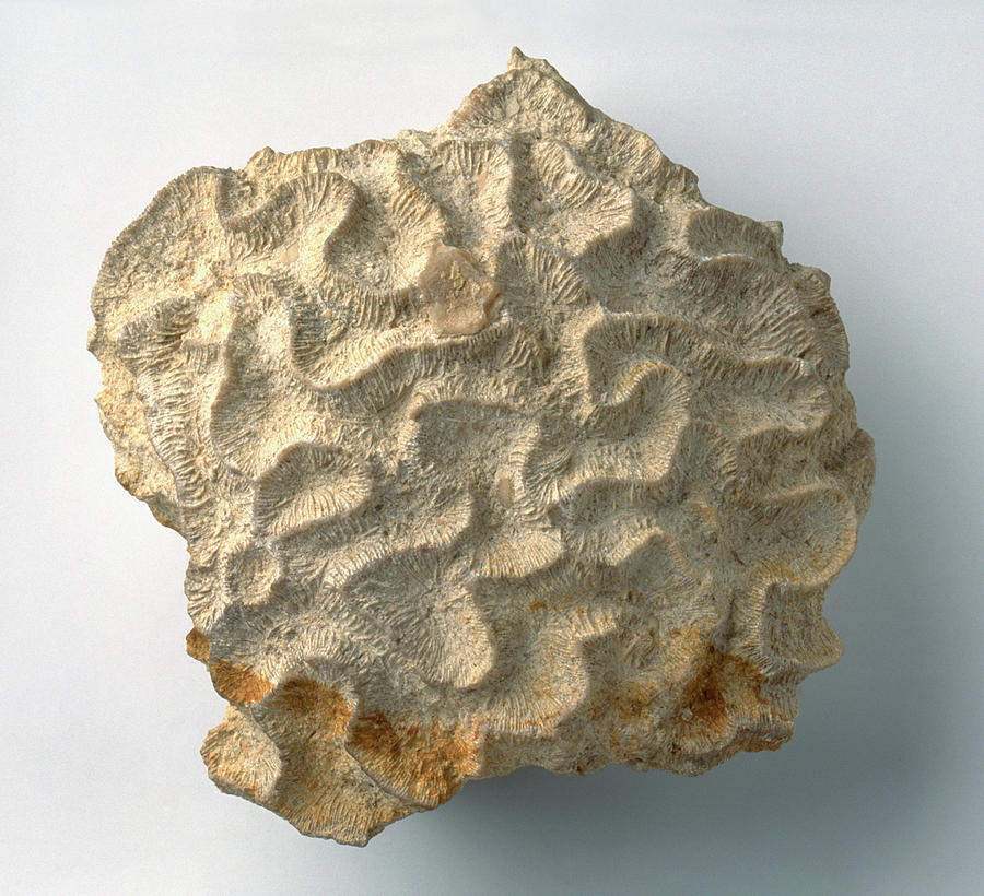 Brain Coral Fossil Photograph by Dorling Kindersley/uig - Pixels