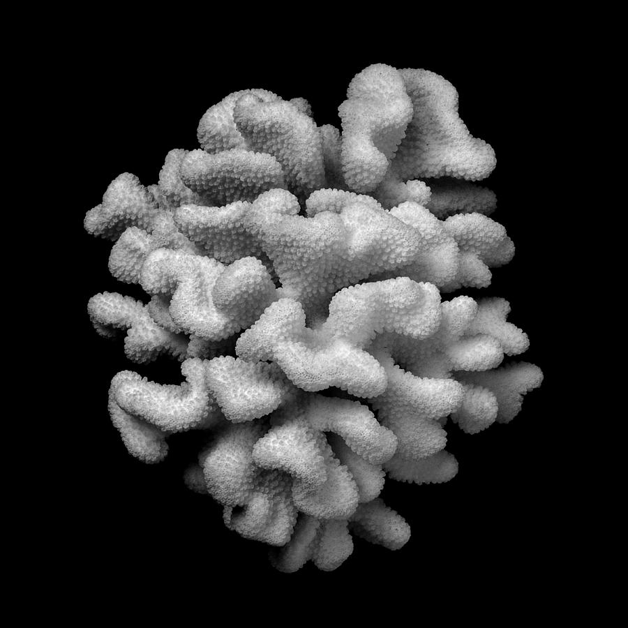 Brain Coral Photograph by Jim Hughes
