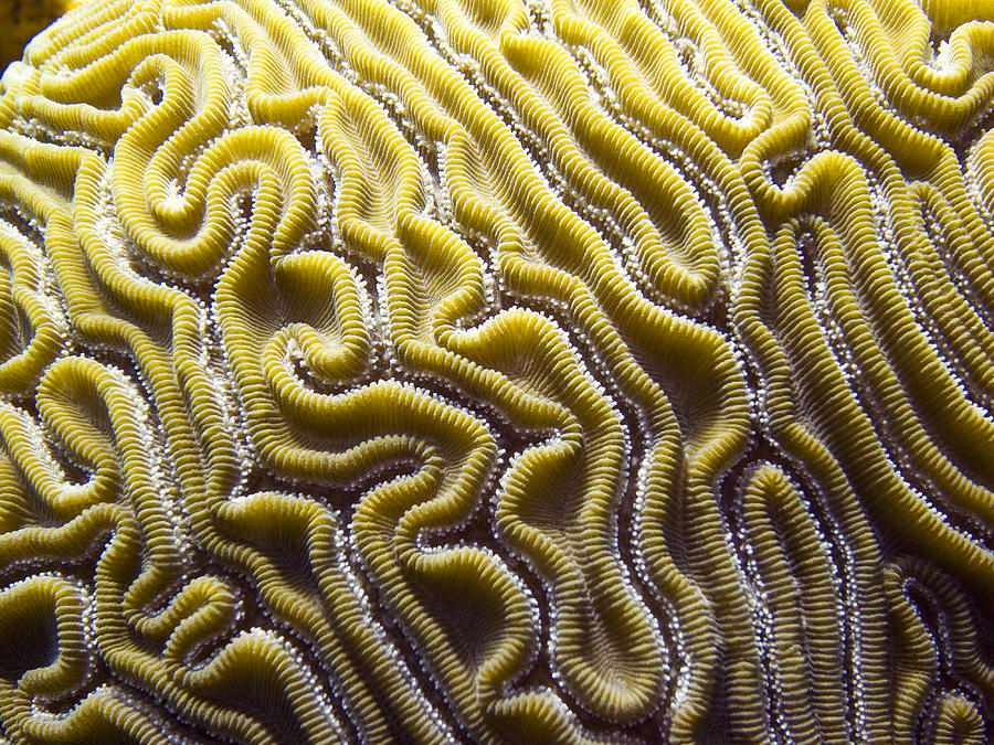 Brain Coral Photograph by Matt Swinden