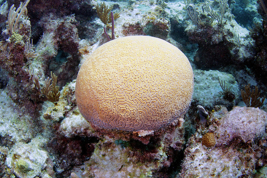 Brain Coral Photograph by Michael Szoenyi