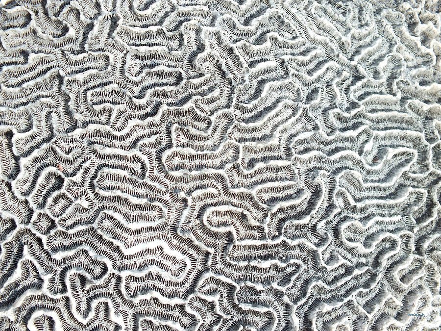 Brain Coral Pock Pattern 1 Photograph by Duane McCullough