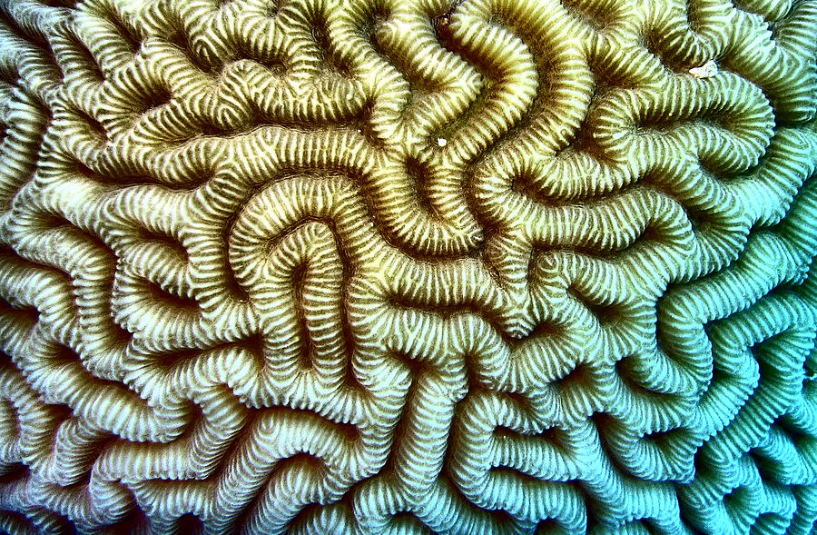 Brain Coral Digital Art by Roy Pedersen