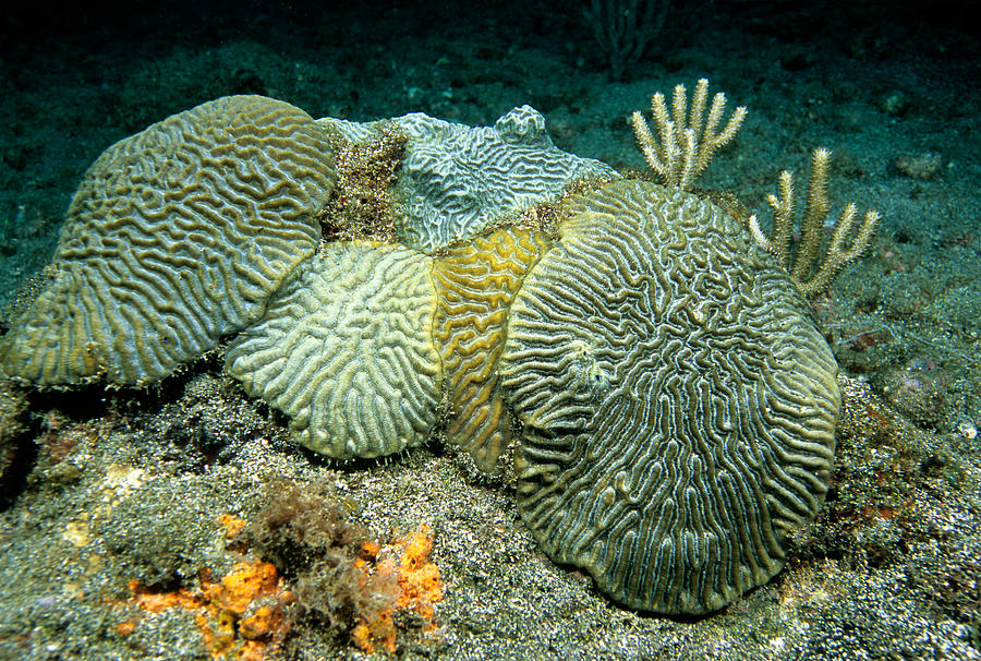 Brain Corals, Grenada, Caribbean Photograph by Andrew J. Martinez