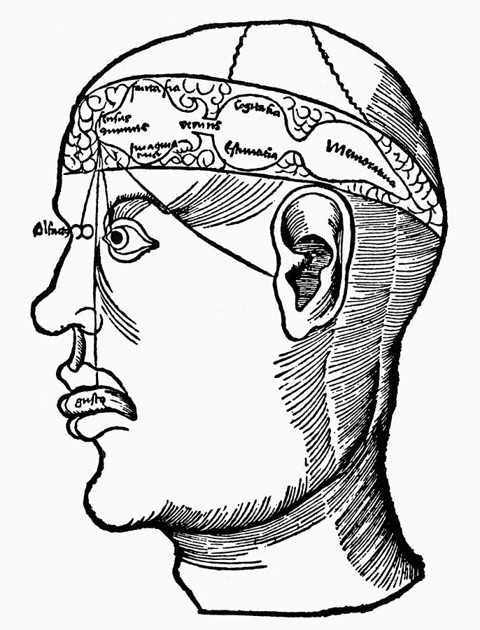 Brain Diagram, 1503 By Granger
