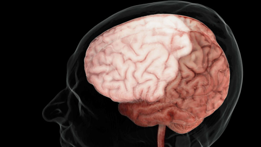 Anatomy Photograph - Brain, Frontal Lobe by Anatomical Travelogue
