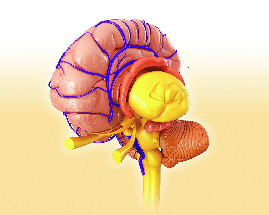Brain Hemisphere Anatomy Photograph by Pixologicstudio/science Photo Library
