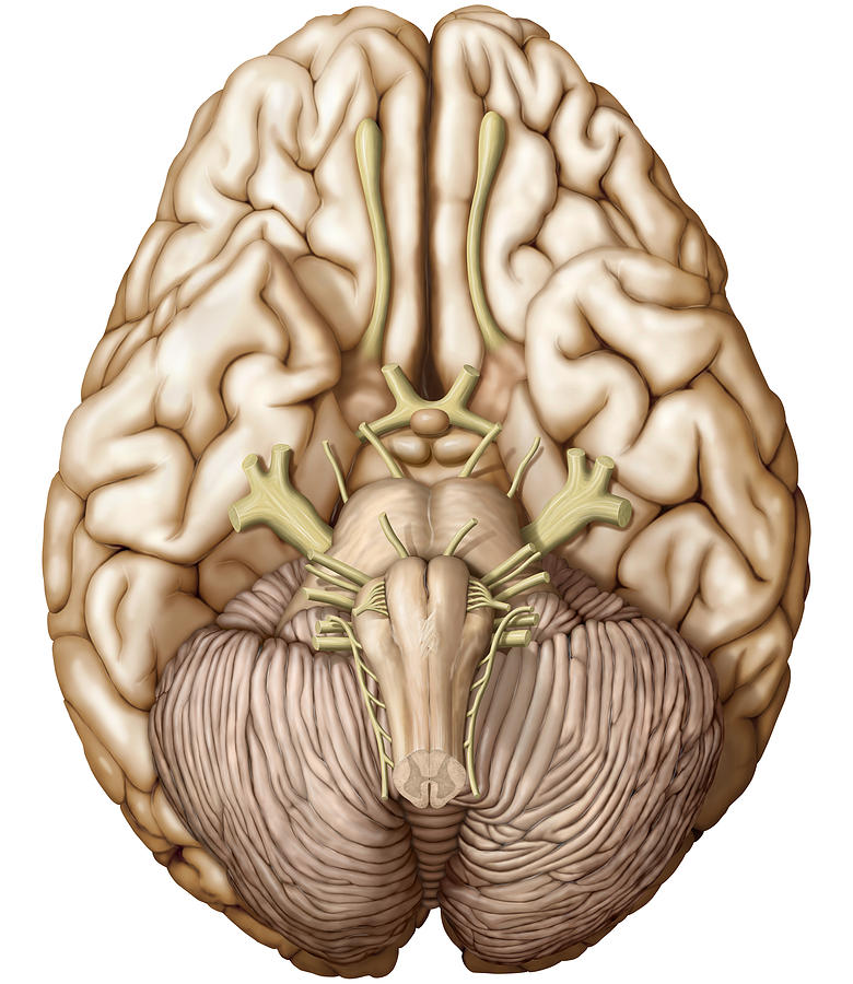 Brain, Illustration Photograph by QA International