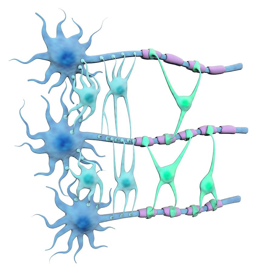 Brain Neurons And Neuroglia Photograph by Gunilla Elam/science Photo Library