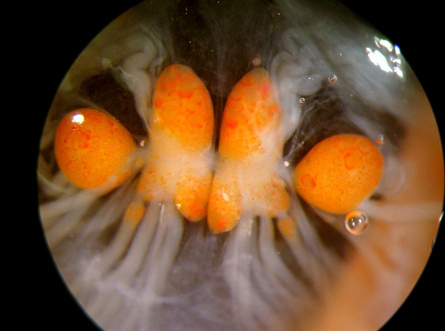 Brain of a sea slug Photograph by James Murray Fine Art America