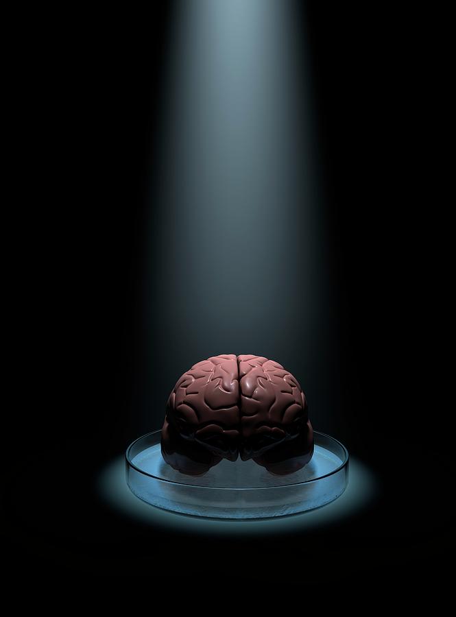 Brain Research Photograph by Paul Wootton/science Photo Library