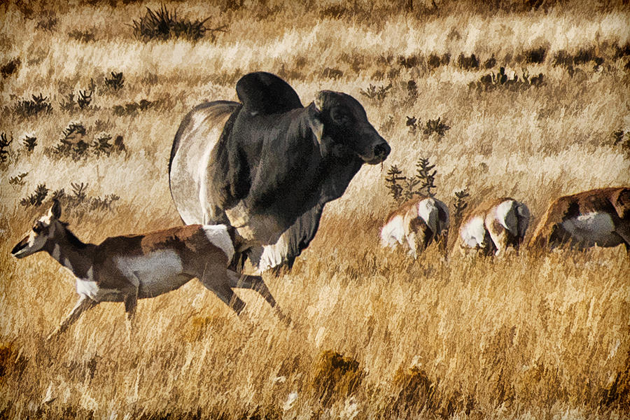 Brahma Bull Meets the Pronghorn Photograph by Priscilla Burgers