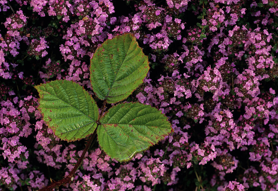 Summer Photograph - Bramble And Wild Thyme by Duncan Shaw/science Photo Library