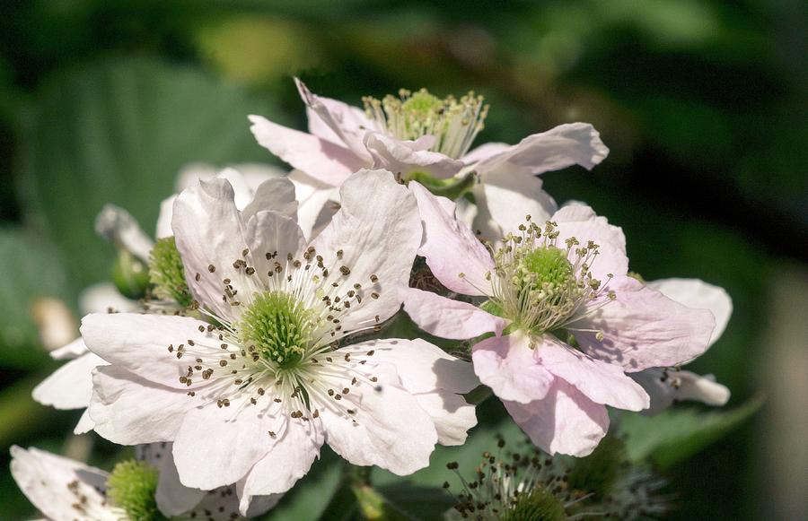 Nature Photograph - Bramble (rubus Fruticosus) In Flower by Brian Gadsby/science Photo Library