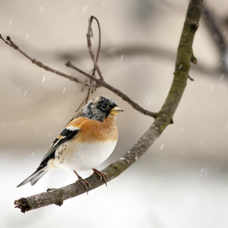 Brambling Photograph - Brambling Iv by Daniel Csoka Brambling Photograph - Brambling Iv by Daniel Csoka