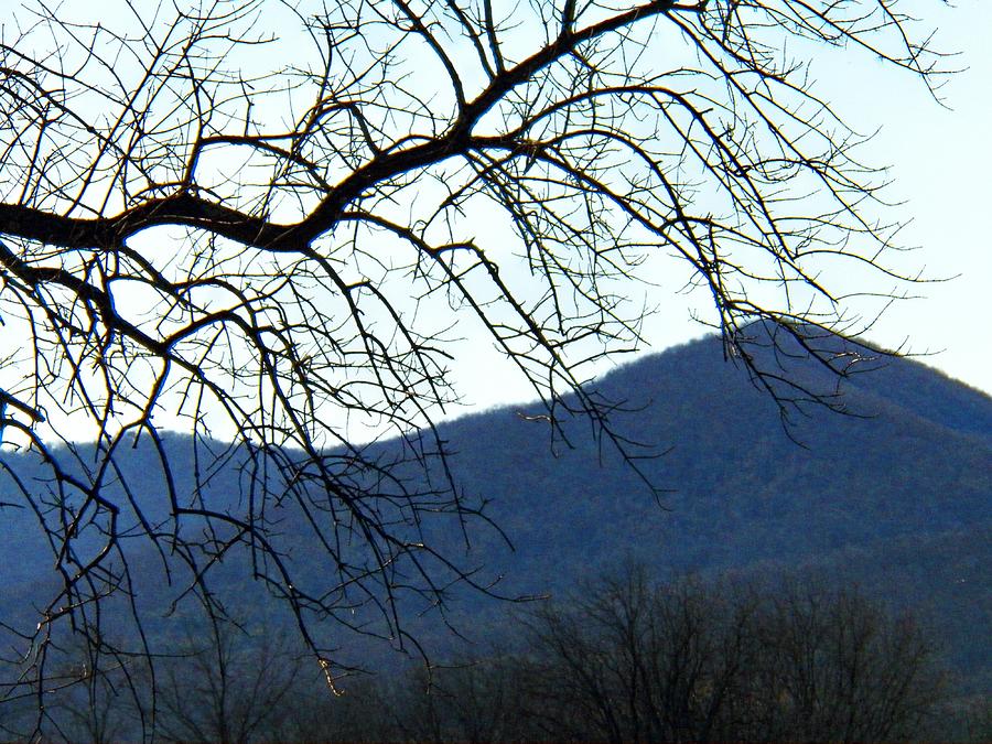 Branch and Mountain  Photograph by Joyce Kimble Smith
