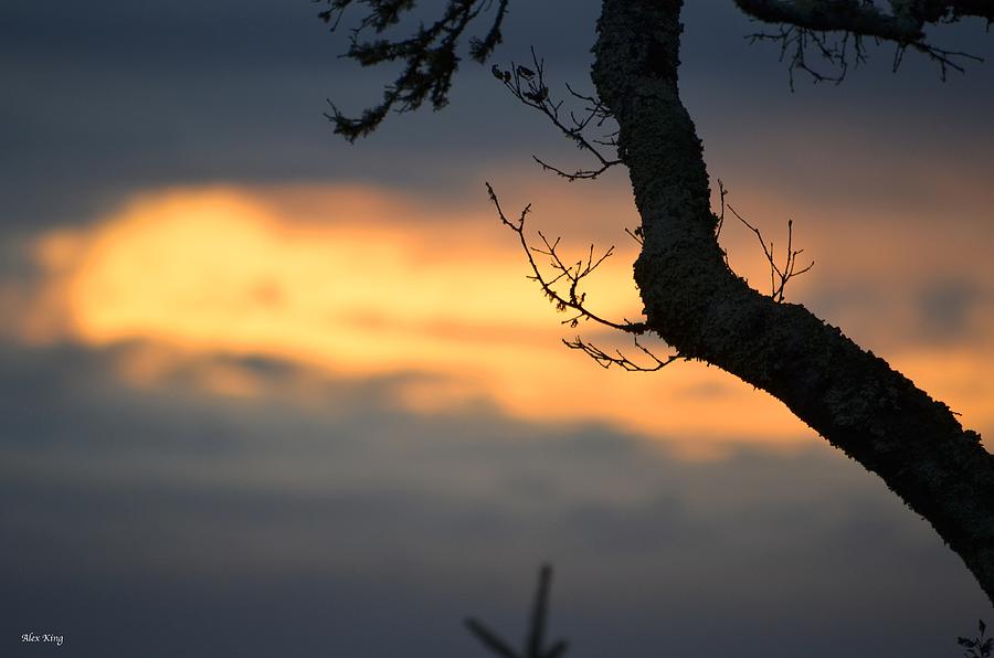 Branch and Sunrise Sky Photograph by Alex King