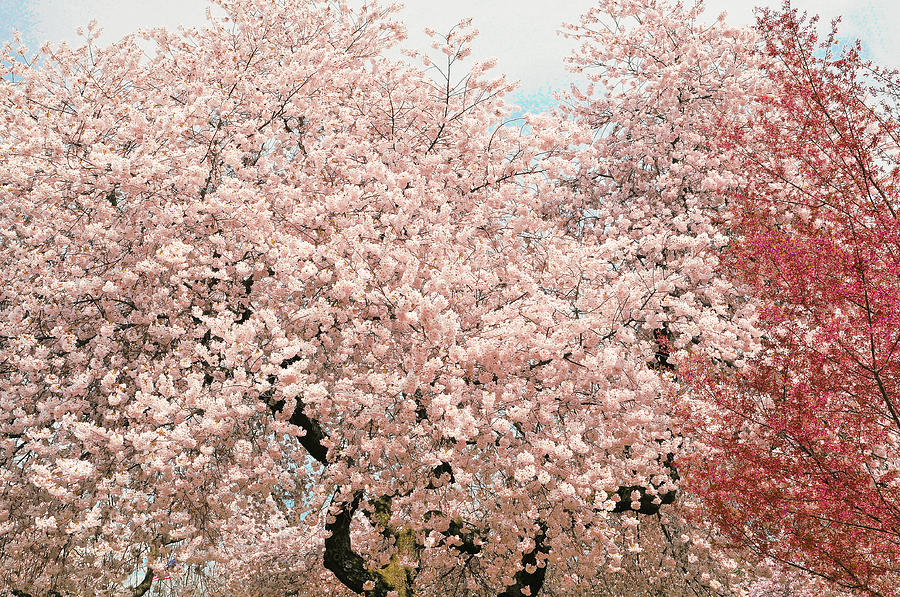 Branch Brook Cherry Blossoms IV Photograph by Regina Geoghan - Pixels