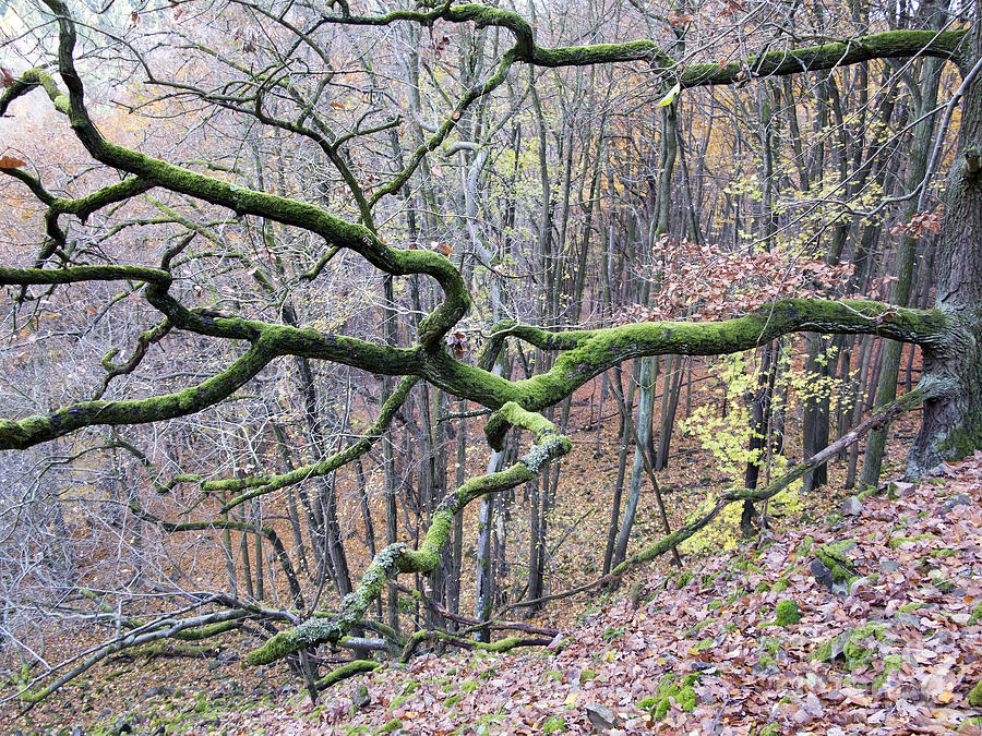 Branch Covered With Moss Photograph By Michal Boubin Fine Art America   Branch Covered With Moss Michal Boubin 