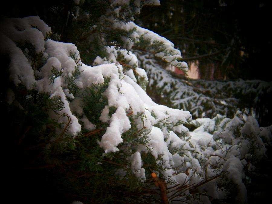 Branch in Snow Photograph by Joyce Kimble Smith