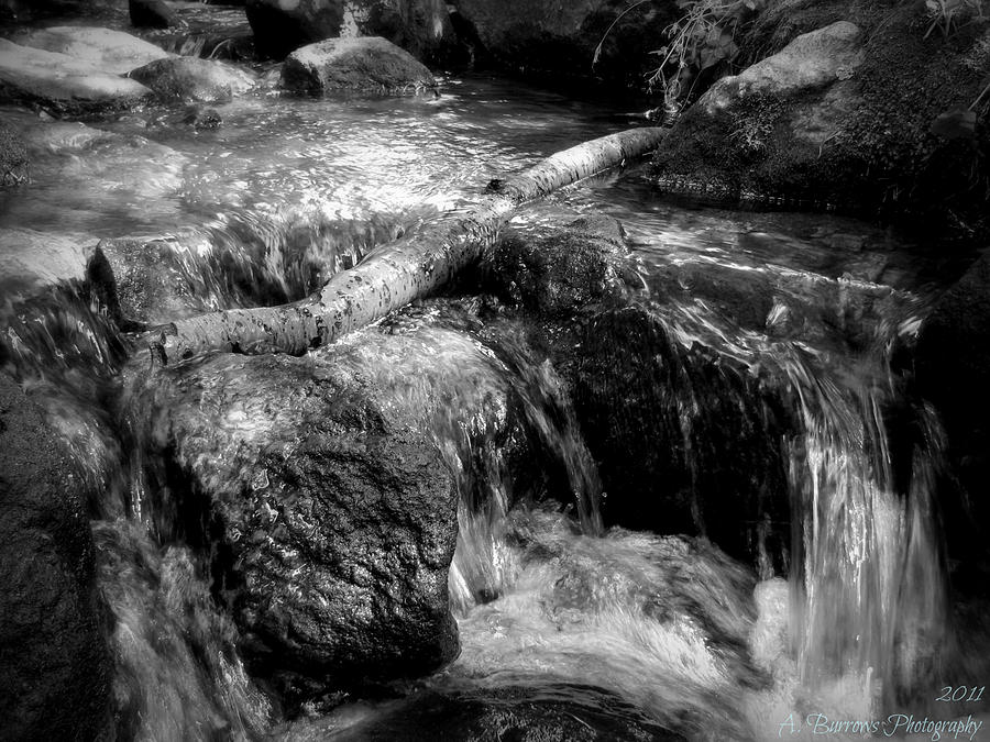 Branch in the Stream Black and White Photograph by Aaron Burrows
