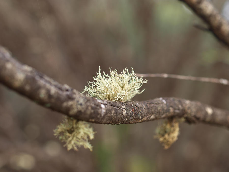 Branch Lichen Photograph