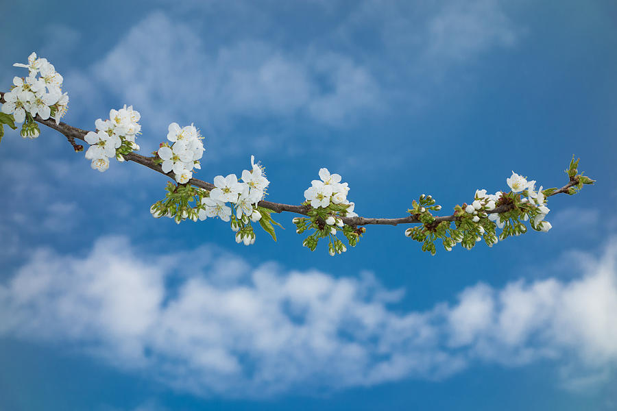 Branch of an apple tree with white blossoms and blue sky Photograph by Matthias Hauser