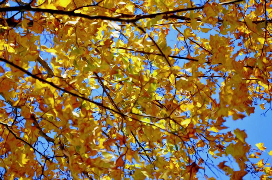 Branch Of Beautiful Autumn Maple Leaves 2 by Lanjee Chee