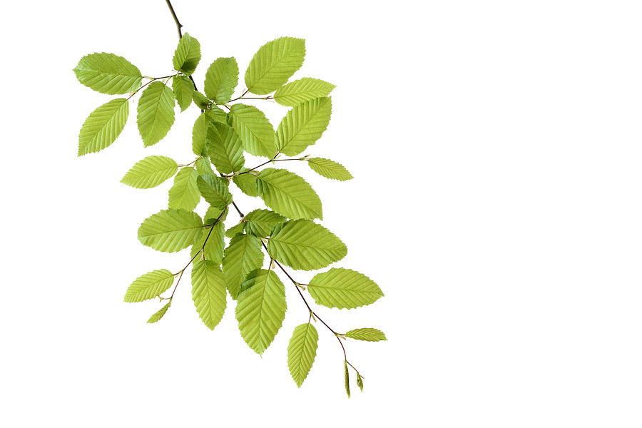 Branch of European Hornbeam with fresh foliage in spring in front of white background Photograph by Westend61