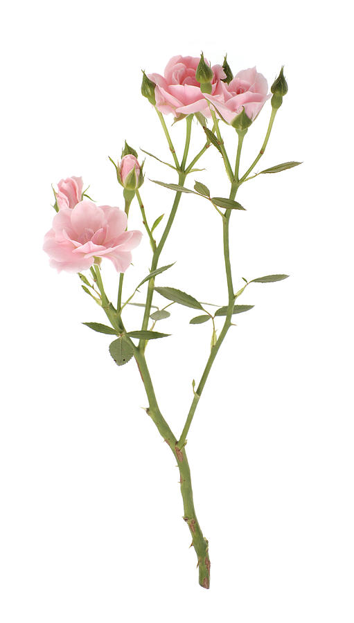 Branch of pink roses Photograph by Grafissimo