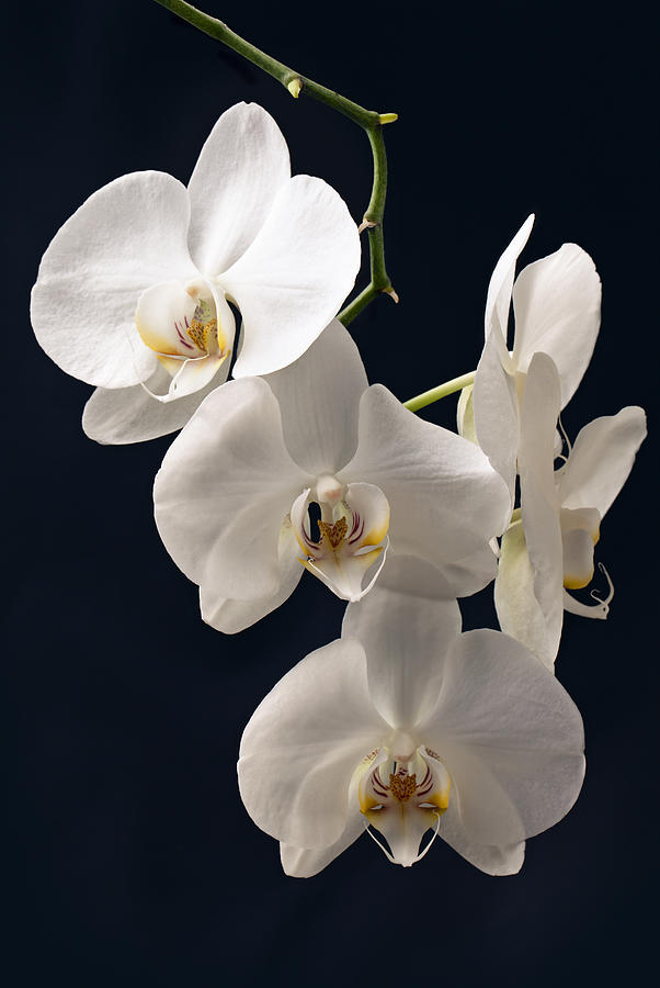 Branch Of White Orchid On A Black Background Photograph by Sviatlana Kandybovich