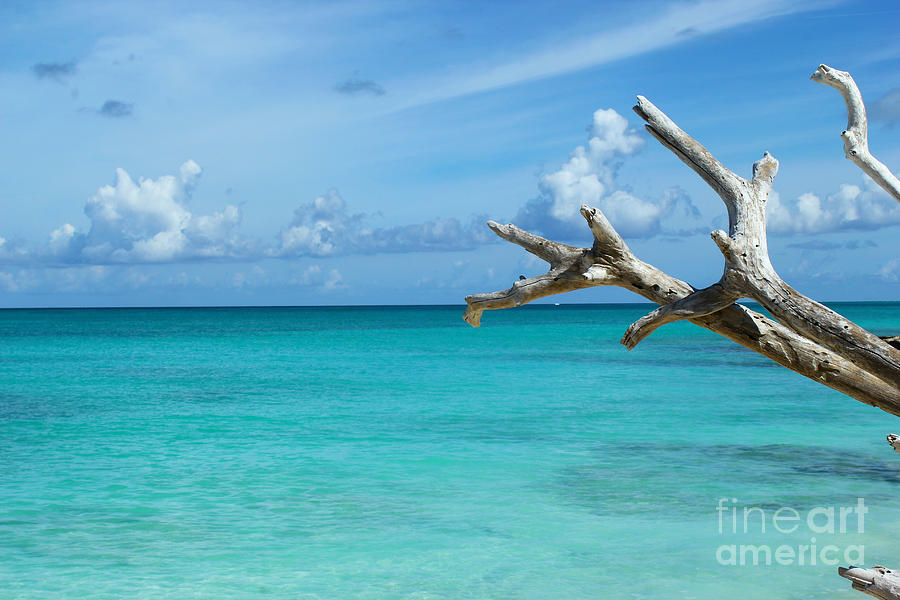 Beach Photograph - Branch over the Caribbean by Robyn Saunders