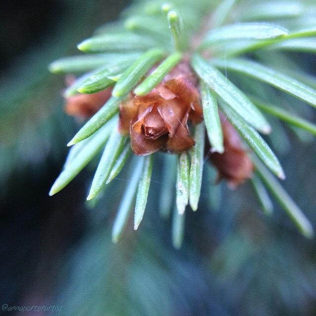 Tree Photograph - Branch Tips II Blue Spruce by Anna Porter