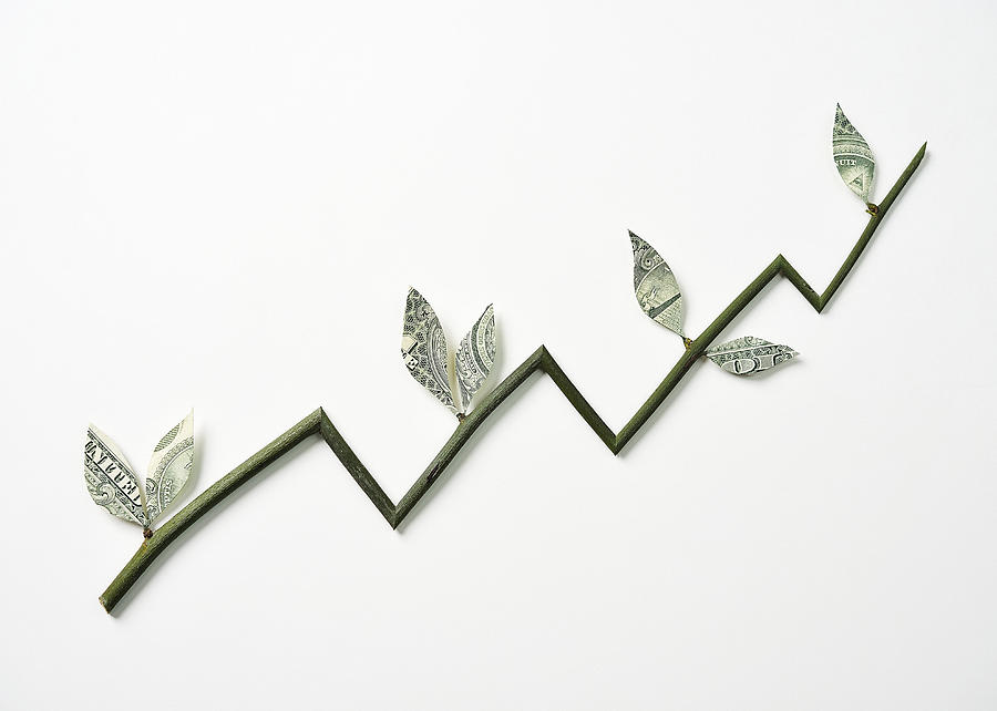 Branch with money leaves resembling a graph Photograph by David Malan