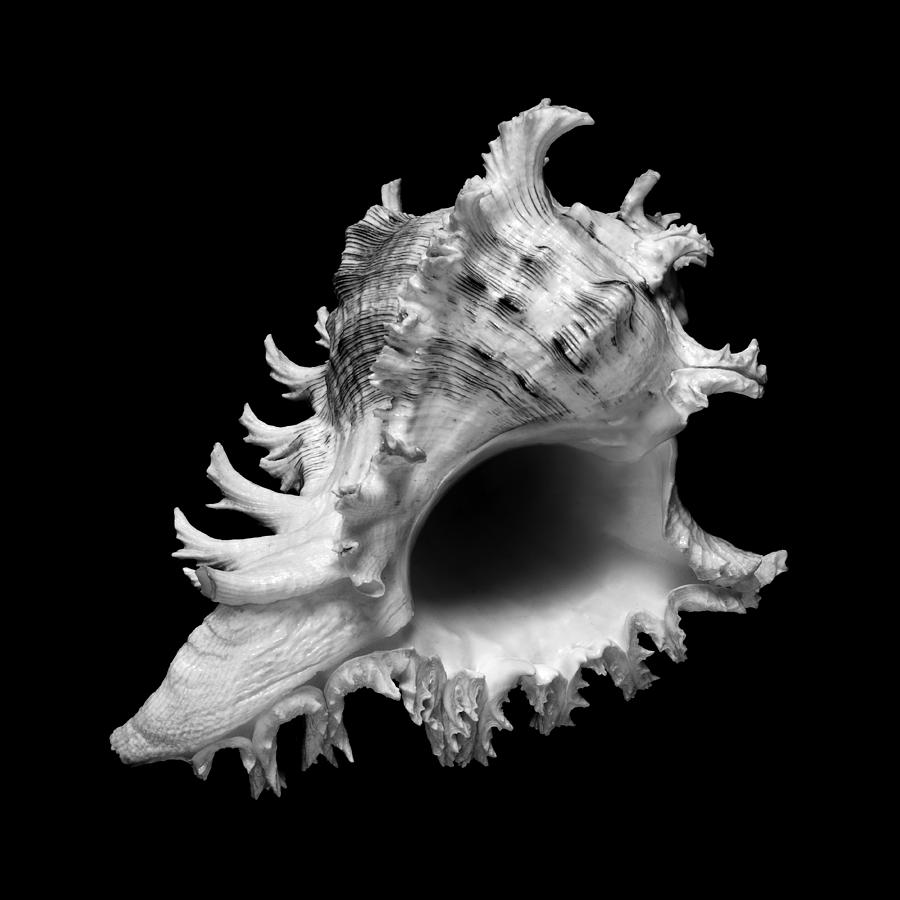 Black And White Photograph - Branched Murex Sea Shell by Jim Hughes