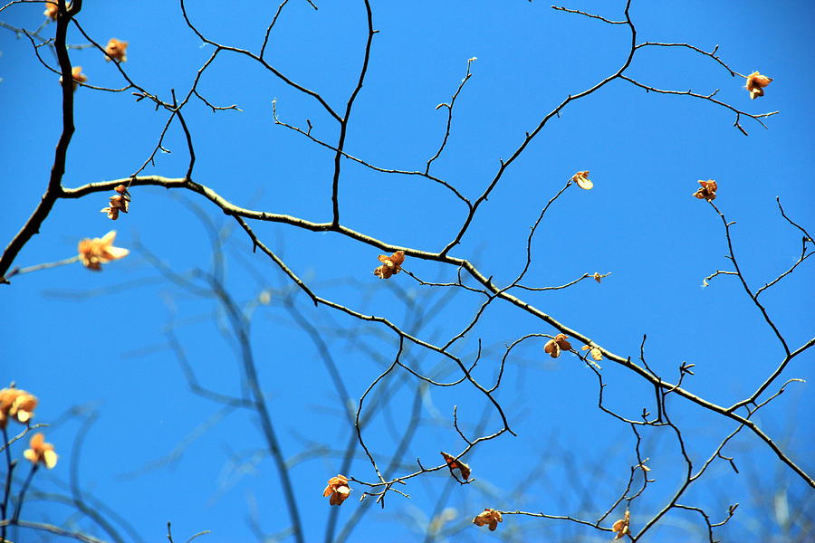 Branches Photograph by A K Dayton