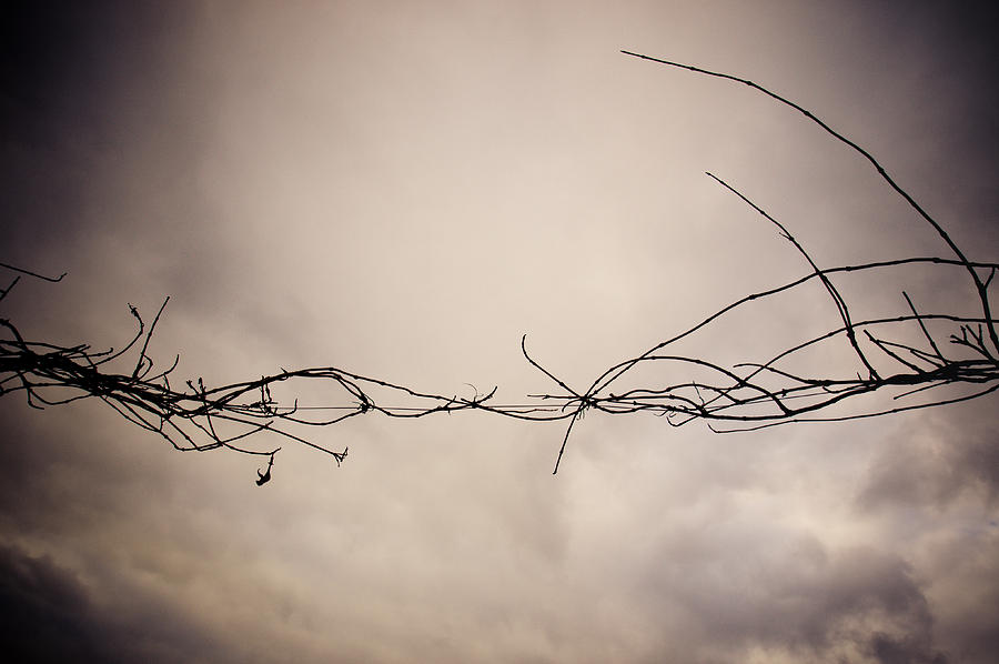 Winter Photograph - Branches Against a Winter Sky by Vivienne Gucwa