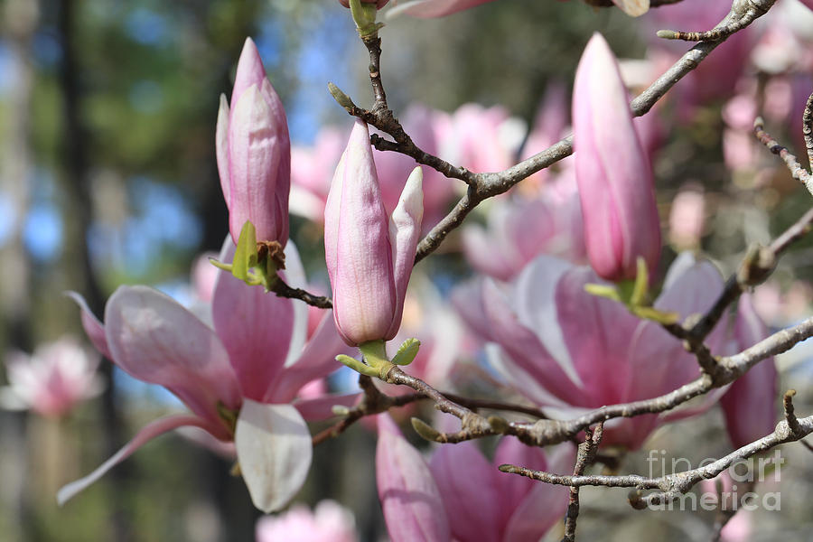 Branches and Magnolias Photograph by Carol Groenen
