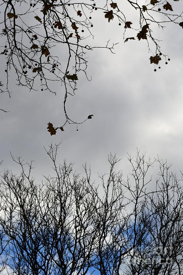 Branches and Sky Photograph by Miriam Danar