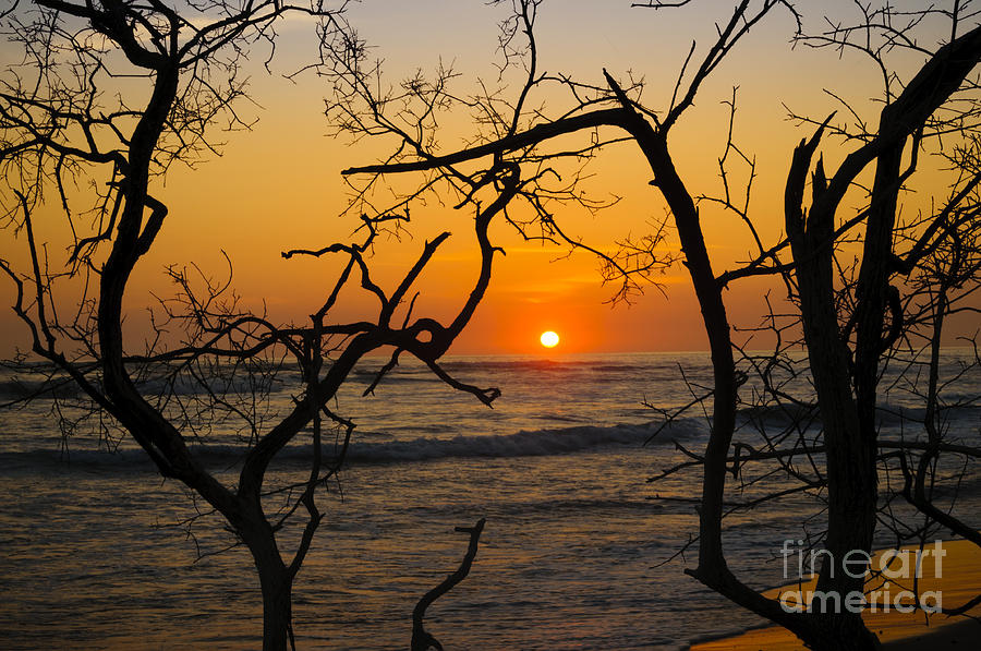 Branches and Sunset Photograph by Oscar Gutierrez