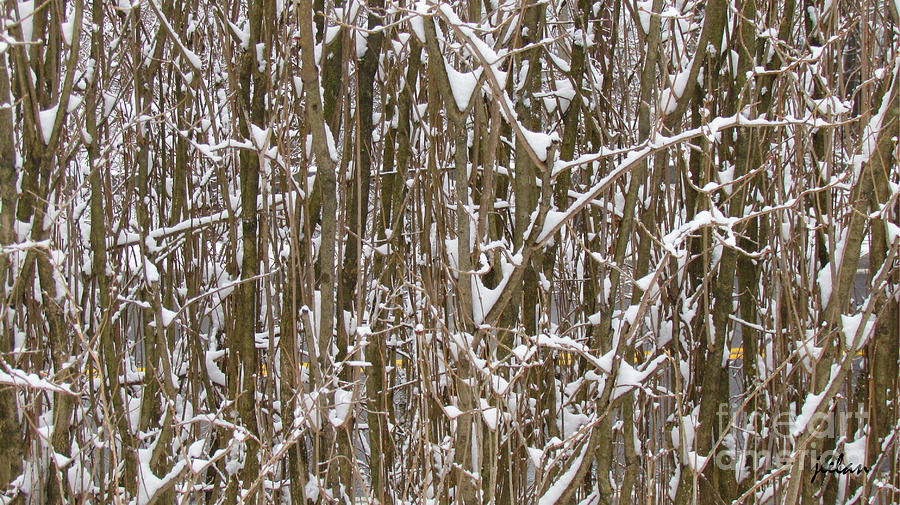 Branches and Twigs Covered in Fresh Snow Photograph by Jeelan Clark