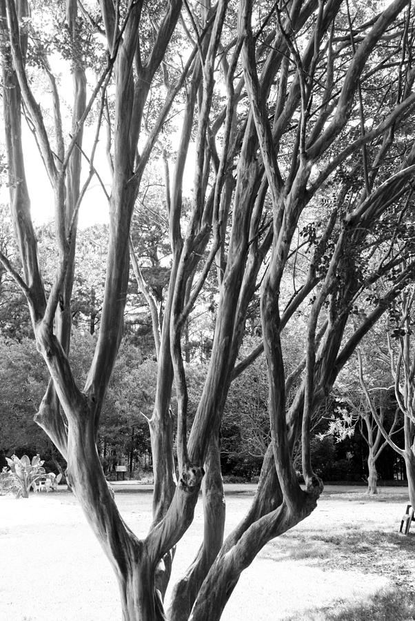 Black And White Photograph - Branches by Breanna Calkins
